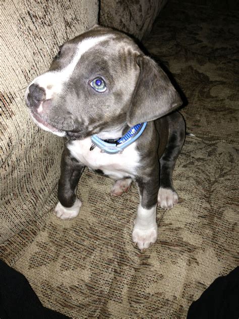 During their puppy stages they need lots of attention. Brindle Pitbull Puppy | Cute animals, Puppies and kitties, Pitbull puppies
