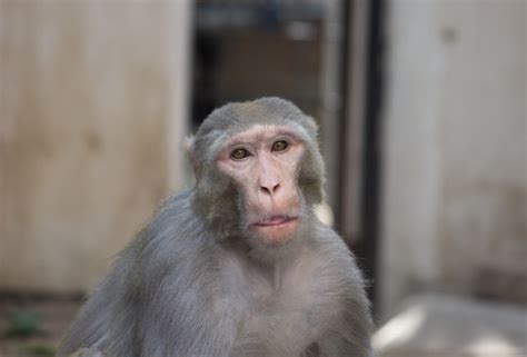 Premium Photo Rhesus Macaque Monkey Looking Curiously
