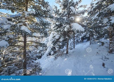 Coniferous Forest Under The Snow Stock Image Image Of Frost
