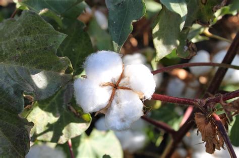 Madame Tay: ALL ABOUT COTTON PART I: Tracing the Seeds of Fabric