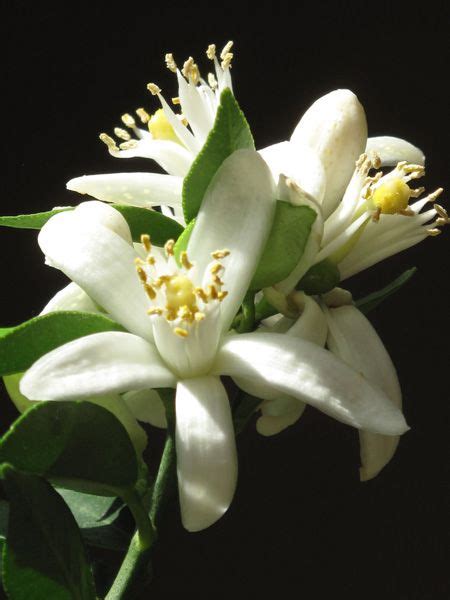 Learn more about african daisy: Perfume Shrine: On Fragrance Classification of Flowers ...