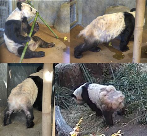 Zoo Troubles The Plight Of Two Pandas Lays Bare The Flaws La Progressive