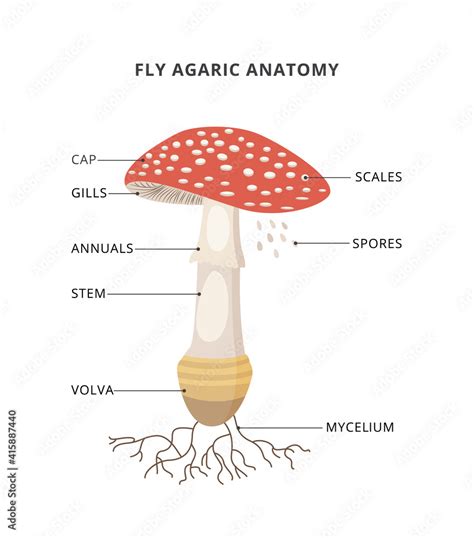 Amanita Muscaria Anatomy Structure Mushroom Fly Agaric With Caption Of