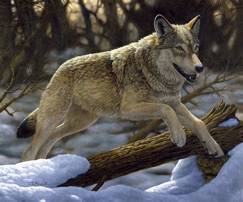 Gray Wolf Just For Fun Painting By Crista Forest Fine Art America
