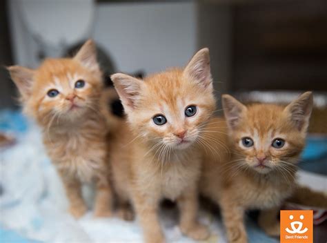 Webmd discusses essential concerns about newborn kittens including proper feeding, weight range, and carefulness and holding a newborn kitten. Clear Your Schedule: Baby Kitten Cuddling is a Real ...