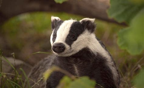 Englands £100m Badger Cull Extensions Condemned