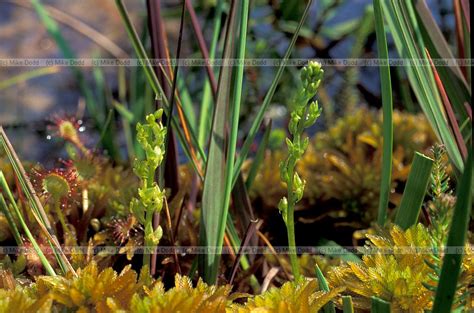 Hammarbya paludosa () , revis. British Isles plants