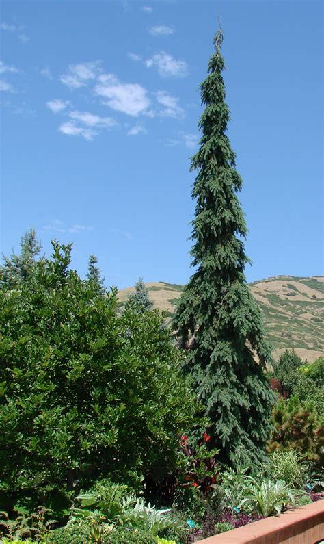 This elegant west coast native conifer is admired for its distinctive swooping branches draped with soft sprays of sage green foliage that sway in the breeze. Evergreen elegance: weeping white spruce | Plant Select