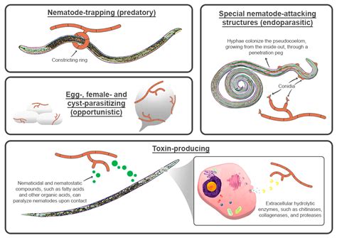 Pathogens Free Full Text The Fight Against Plant Parasitic