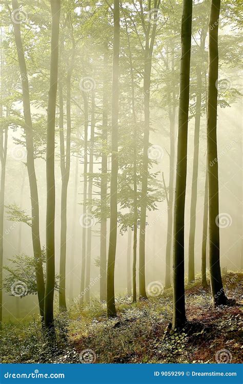 Misty Forest With Early Morning Sun Rays Stock Image Image Of Leaves
