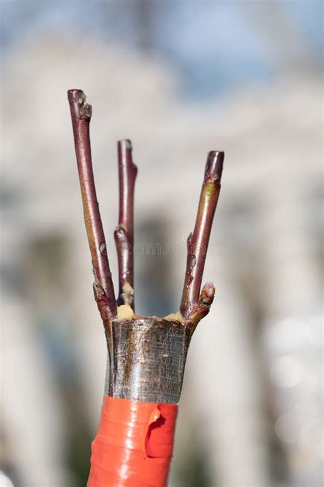 Expertly Grafted The Art Of Peach Tree Propagation Stock Image Image