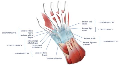 Mri Of The Extensor Tendons Of The Wrist Ajr