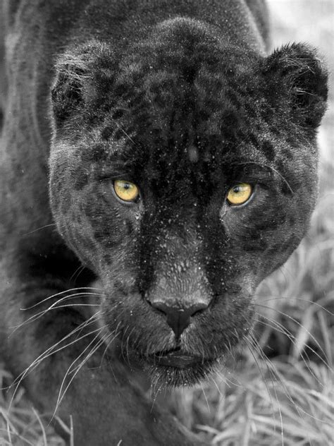 Black Jaguar By Colin Langford 500px Black Jaguar Leopard Eyes