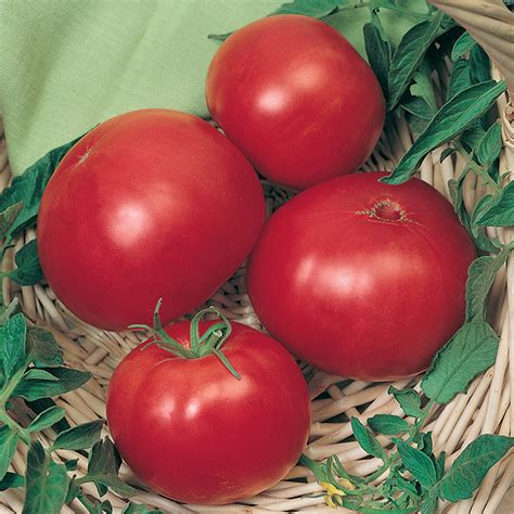 Wins All Tomato Heirloom Tomato Seeds Totally Tomatoes