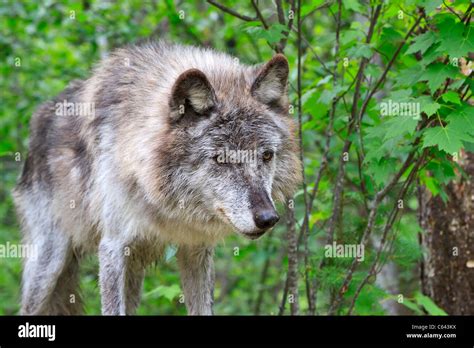 Grey Wolf Gray Wolf Canis Hi Res Stock Photography And Images Alamy