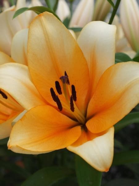 Buy Lily Bulbs Orange Emperor Oriental Trumpet X Asiatic Lily Gold