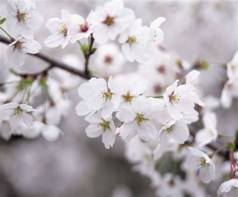 16 Best Images About Cherry Blossom Trees On Pinterest Trees White