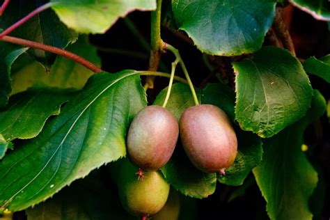 Spesso chiamato bacche di kiwi a causa dei frutti più piccoli che. Kiwi For Zone 5 Gardens - Tips On Growing Kiwi In Zone 5 ...