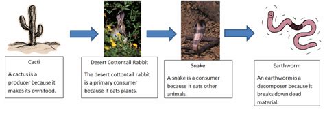 It is a very aggressive type of retile. Food Chains - Desert