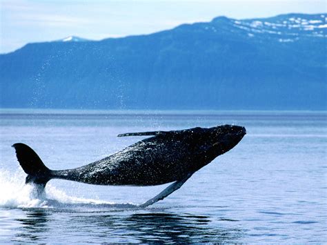 Breaching Humpback Whale Wallpaper Free Ocean Life
