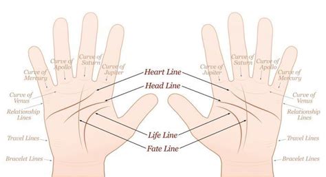 How To Read Palms A Beginner S Guide Palm Reading Charts Palm Reading Palm Reading
