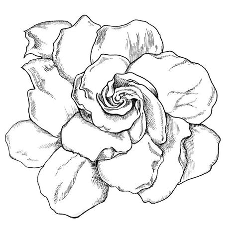 581x1024 gardenia flower drawing drawing sketch library. Tattoos... Cause why not. on Pinterest | Tattoos and body ...