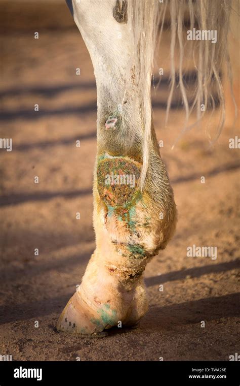 Arabian Horse Arabian Horse Swollen Hind Leg With Phlegm Egypt Stock