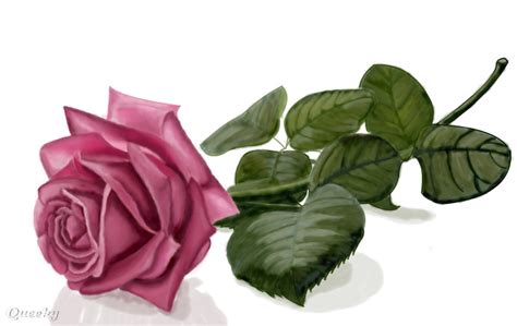 Pink Long Stemmed Rose ← A Plants Speedpaint Drawing By Kutedymples
