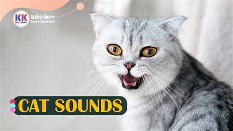 Cat Sounds Meow Cat Meowing Cat Meowing Sounds Cat Sounds And