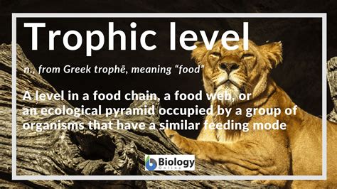 Trophic Level Definition And Examples Biology Online Dictionary