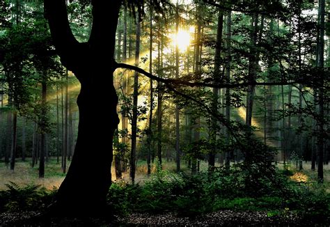 828803 4k Forests Trees Rays Of Light Trunk Tree Rare Gallery Hd