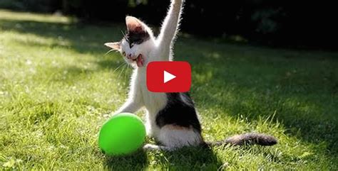 Cats Vs Balloon Explosion The Wildest Funniest Cat Video Yet Top