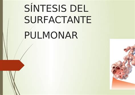 Sintesis Del Surfactante Pulmonar S Ntesis Del Surfactante Pulmonar Surfactante El Surfactante