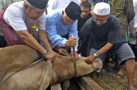 Cara lembuut nasi tim untuk bayi ? Ternyata Hewan Qurban Tidak Merasa Sakit Ketika Disembelih | Blognya Masawep
