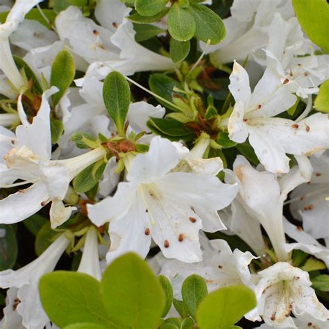 Azalea Japonica White Colourful Evergreen Outdoor Garden Shrub Plant In