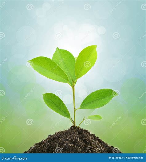 Young Green Plant And Soil Stock Image Image Of Dirt Gardening