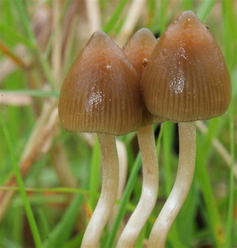 How To Securely Take In Magic Mushrooms In Canada Tiến Đạt Mũi Né Resort