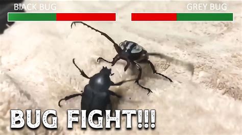 Insane Bug Fight Youtube