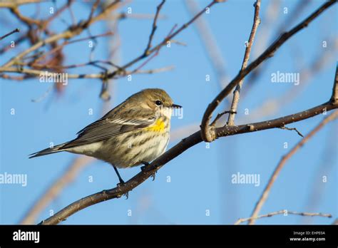 Curruca Amarilla Setophaga Coronata Fotografías E Imágenes De Alta