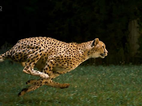These Are The Worlds Fastest Animals 15 Minute News