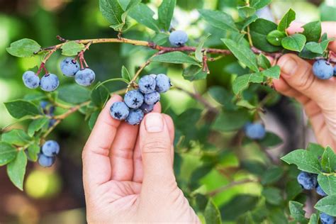 17 Best U Pick Blueberry Farms In Florida 2024