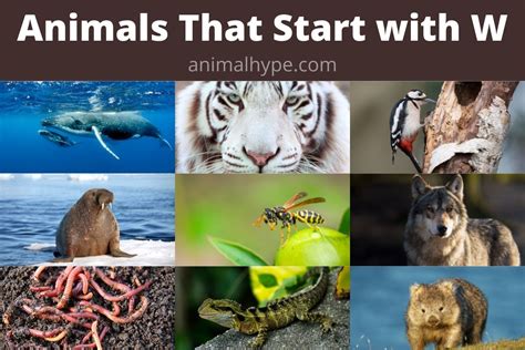 42 Animals That Start With W Facts And Pictures Animal Hype