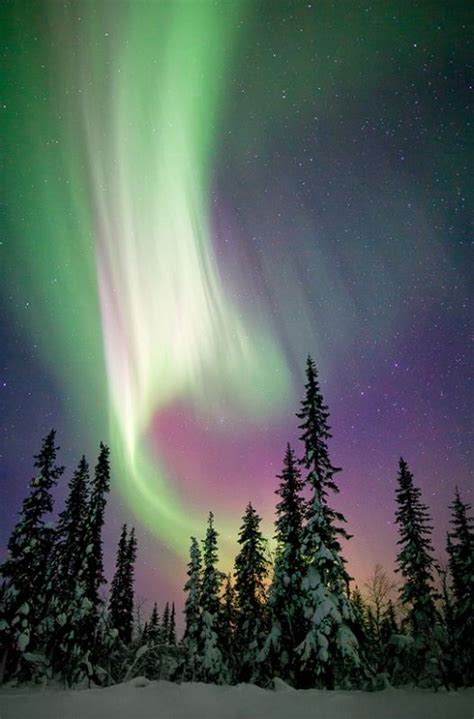 Phoenix Rising Aurora Borealis In Northern Sweden Photo Justin