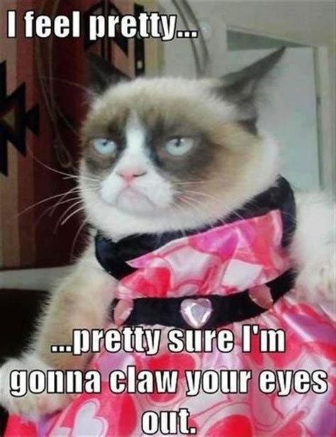 Weird Pictures With Captions Funny Cat Captions 20