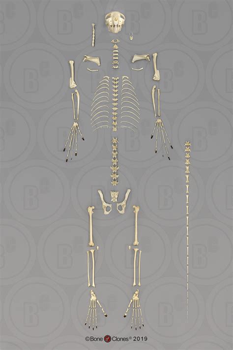 Aye Aye Skeleton Disarticulated Bone Clones Inc Osteological Reproductions