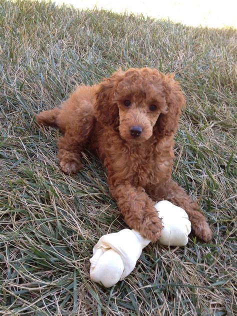 Beautiful deep red standard poodle puppies for sale , available twice/year. Red Miniature Poodle Puppies For Sale