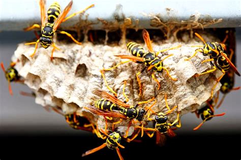 How Wasps Build Their Nests And How To Get Rid Of Them Pest Aid