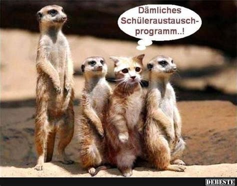 Hier werden täglich witze und ich kann nicht mit jemanden diskutieren, der 2000 geboren wurde. Dämliches Schüleraustausch-programm..! | Katzen lustige ...