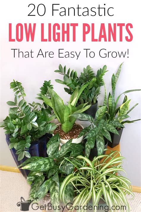 20 Low Light Indoor Plants That Are Easy To Grow Get Busy Gardening
