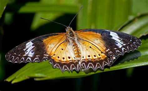 Leopard Lacewing Butterfly Photograph By Kenneth Albin Pixels